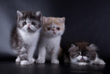 Fototapeta Koty - eyed Persian kittens on black background in studio