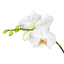 Three Day Old White Orchid Isolated On White Background. Closeup.