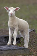 Portrait of cute Lamb watching