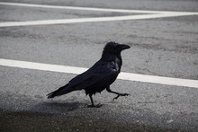 Crow Walks Down The Street