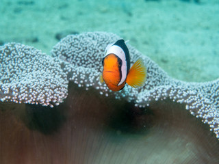 Wall Mural - anemone fish at underwater, philippines