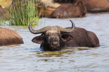 Wall Mural - The African buffalo or Cape buffalo
