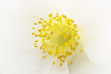 Closeup Of White Flower.
