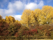 Herfst Gekleurde Bomen Met Blauwe Lucht