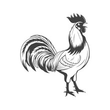 Vector Crowing Rooster, Symbol Of 2017.