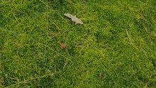 Green Carpet Of Moss