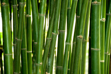  Zamyka w górę Zielonego Bambusowego bagażnika w lesie