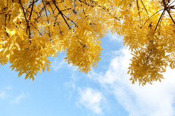 Poster - Autumn yellow leaves in blue sky background
