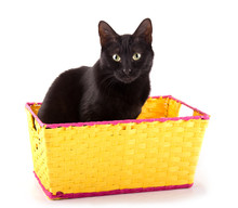 Black Cat Sitting In A Bright Yellow Basket, Looking At The Viewer, On White