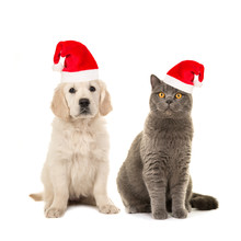 Blond Golden Retriever Puppy Dog And Grey British Short Hair Cat Sitting Facing The Camera Isolated On A White Background Wearing Santa's Hat For A Christmas Card