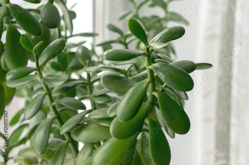 Crassula Ovata Is A Evergreen House Plant Also Known As Jade Plant - crassula ovata is a evergreen house plant also known as jade plant or money tree