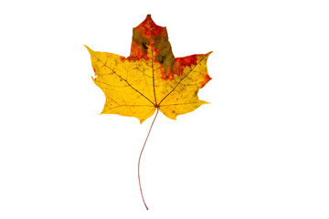 Wall Mural - Beautiful, soft, colorful and fresh autumn maple leaf on the white background.
