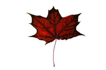 Wall Mural - Beautiful, soft, colorful and old autumn maple leaf on the white background.