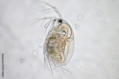 Fotografie, Tablou Water flea (Moina macrocopa) under microscope view