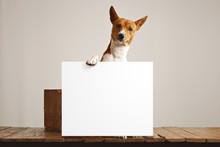 Adorable Brown And White Basenji Dog Holding A Large Blank White Sign In A Studio With White Walls And Beautiful Rustic Brown Wooden Floor