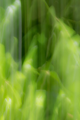 Wall Mural - blurred abstract background. rainforest concept.