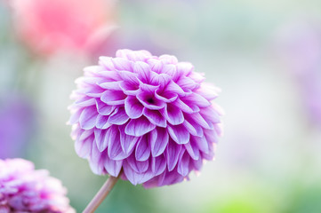 Fotomurales - Purple dahlia close-up