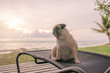 Alone cute pug dog tongue sticking out sad and sit alone on beach chair with summer sea and looking at cloudy sunset background