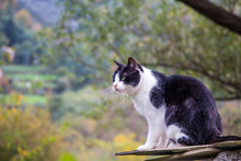 Black And White Cat Profile Portrait