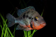Portrait Of Cichlid Fish (Thorichthys Meeki) In Aquarium