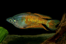 Portrait Of Rainbow Fish (Melanotaenis) In Aquarium