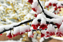 Flowers Of Artificial Tree Covered In Snow. Christmas Theme