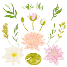 Water Lily Set. Collection Floral Decorative Design Elements For Wedding Invitations And Birthday Cards. Flowers, Leaves And Buds. Vintage Hand Drawn Vector Illustration In Watercolor Style.
