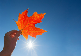 Closeup of a hand holding a red maple leaf against sunny, blue sky in the fall