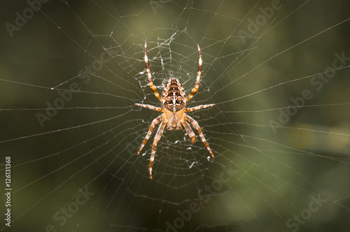 A Macro Image Of The Common Garden Spider Araneus Diadematus