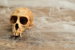 Vervet monkey skull covered with cobwebs