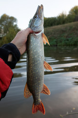 northern pike in fisherman's hand