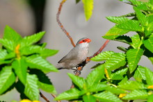 Red-browed Finch, Exotic Bird, Red Head