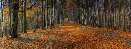 Plakaty Beskidy  szeroka-aleja-z-kolorowymi-jesiennymi-bukami-w-beskidach-w-polsce-panorama