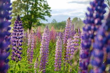 Sticker - Lupine blooming meadow