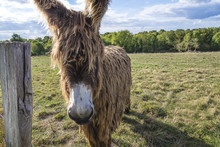 Weird Animal: Poitou Donkey