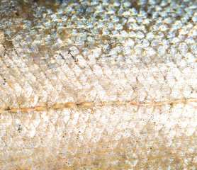 Canvas Print - scales of fish as background