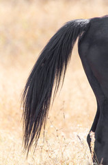 Poster - tail of a horse on nature