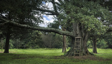 Large Tree With Ladder Serene Scene