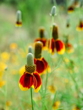 Mexican Hat Flowers