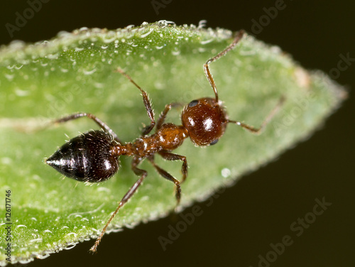 Ant In Nature Macro Buy This Stock Photo And Explore