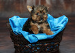 Tiny Male Yorkie in a Basket