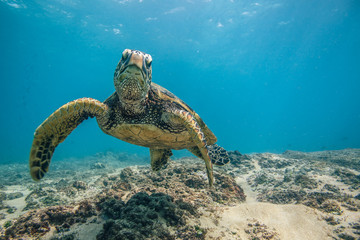 Wall Mural - ocean life in maldives waters with turtle corals and fish