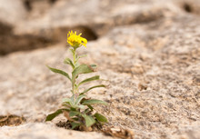Yellow Flower In Nature Stones