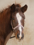 Fototapeta Zwierzęta - Brown beautiful horse looking at camera