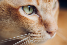 Close Up Portrait Of Face Of Adult Male Red Burmese Pedigree Purebred Cat With Red Fur And Green Eyes