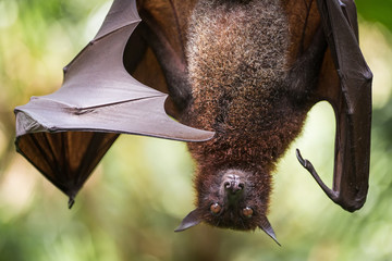 Large Malayan flying fox close-up portrait