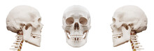 Plastic Human Skull On Isolated White Background.