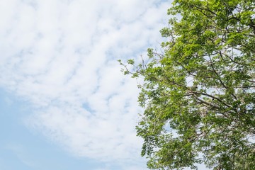Wall Mural - green leaves tree against blue sky in summer