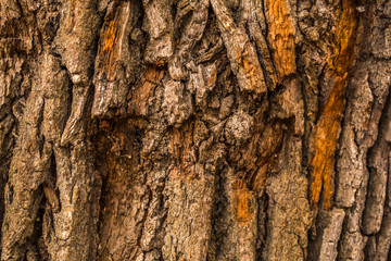 natural beautiful old wood texture