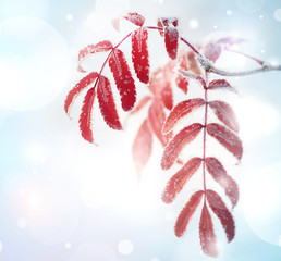 Poster - Bright red leaves of mountain ash covered with frost
